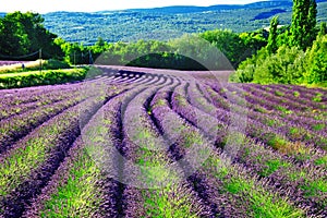 Fields of blloming lavander in Provence