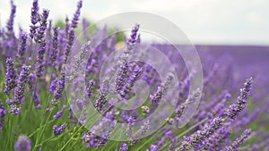 Fields of blooming lavender flowers