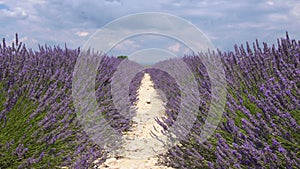 Fields of blooming lavender flowers close-up