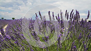 Fields of blooming lavender flowers close-up slow motion