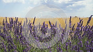 Fields of blooming lavender flowers with wheat fields in background