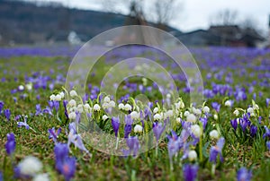 Fields of blooming snowdrops and crocuses flowers.