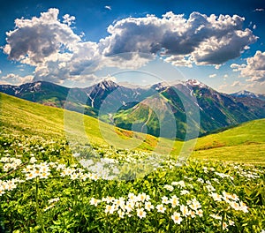 Fields of blooming white flowers in the Caucasus mountains in June.