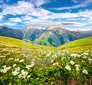 Fields of blooming white flowers in the Caucasus mountains in June