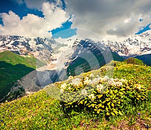 Fields of blooming white rhododendron flowers in the Caucasus mo