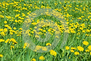 Fields of blooming yellow dandelions among green grass