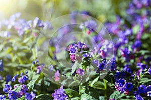 Fields of blue Pulmonaria flowers in sunlight