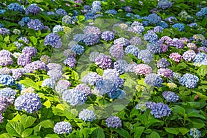 A fields of blue and purple chrysanthemums