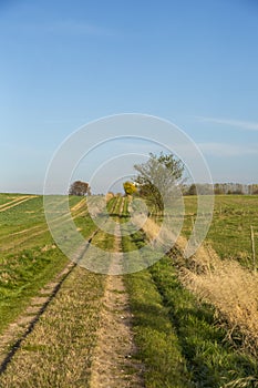 Fields And Blue Sky In North Germany