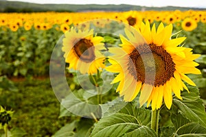 Fields of bright flowering sunflowers