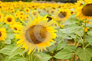 Fields of bright flowering sunflowers