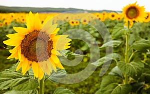 Fields of bright flowering sunflowers