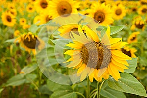 Fields of bright flowering sunflowers