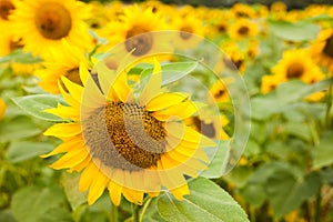 Fields of bright flowering sunflowers