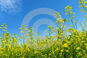 Fields of bright yellow flowering rapeseed, rapeseed flowers close-up against the blue sky