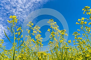 Fields of bright yellow flowering rapeseed, rapeseed flowers close-up against the blue sky