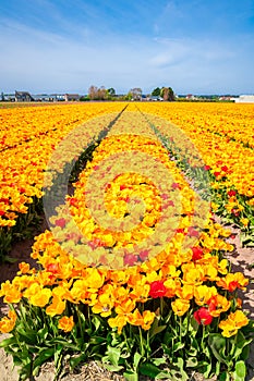 Fields of bright yellow and red tulip flowers