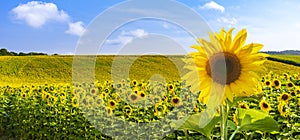 Fields of bright yellow sunflowers in Dorset