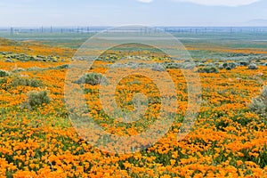 Fields of California Poppy Eschscholzia californica during peak blooming time, Antelope Valley California Poppy Reserve