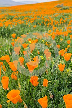 Fields of California Poppy Eschscholzia californica during peak blooming time, Antelope Valley California Poppy Reserve