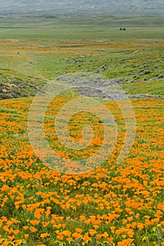Fields of California Poppy Eschscholzia californica during peak blooming time, Antelope Valley California Poppy Reserve