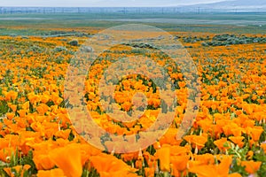 Fields of California Poppy Eschscholzia californica during peak blooming time