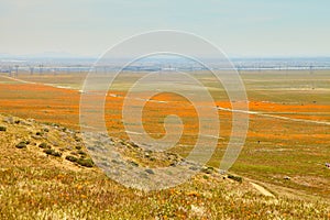 Fields of California Poppy during peak blooming time, Antelope Valley California Poppy Reserve