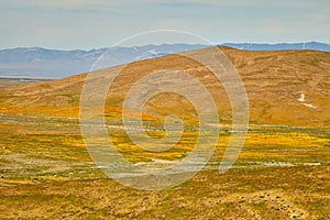 Fields of California Poppy during peak blooming time, Antelope Valley California Poppy Reserve