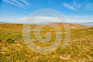 Fields of California Poppy during peak blooming time, Antelope Valley California Poppy Reserve