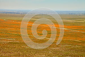 Fields of California Poppy during peak blooming time, Antelope Valley California Poppy Reserve