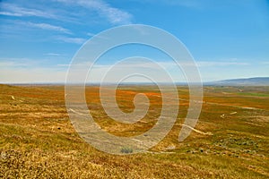 Fields of California Poppy during peak blooming time, Antelope Valley California Poppy Reserve