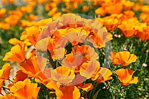 Fields of California Poppy during peak blooming time, Antelope Valley California Poppy Reserve