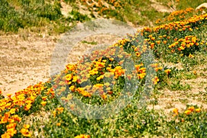 Fields of California Poppy during peak blooming time, Antelope Valley California Poppy Reserve