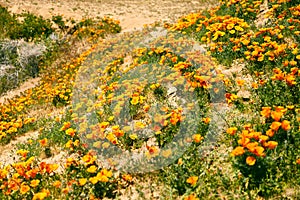 Fields of California Poppy during peak blooming time, Antelope Valley California Poppy Reserve