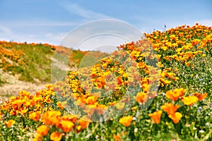 Fields of California Poppy during peak blooming time, Antelope Valley California Poppy Reserve