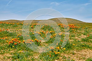 Fields of California Poppy during peak blooming time, Antelope Valley California Poppy Reserve