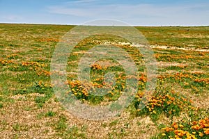 Fields of California Poppy during peak blooming time, Antelope Valley California Poppy Reserve