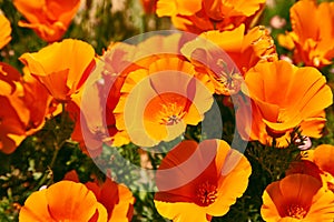 Fields of California Poppy during peak blooming time, Antelope Valley California Poppy Reserve