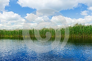 Campo de Junco en danubio cielo azul 