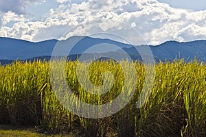 Campo da canna un adulto zucchero produzione 