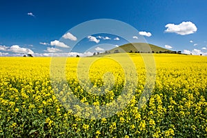 Fields of Canola in Australia