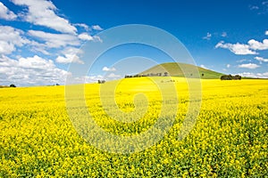 Fields of Canola in Australia