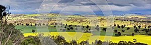 Fields of Canola and farmlands panorama