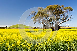 Fields of Canola in Victoria Australia