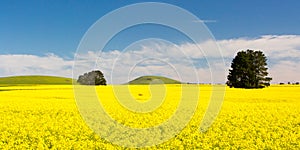 Fields of Canola in Victoria Australia