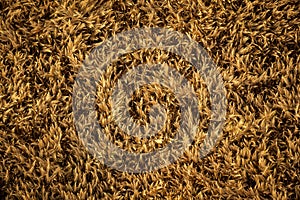 Fields with cereal cobs in aerial shot