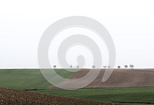 foggy morning over fields of cereal crops beginning to sprout next to other fallow plowed fields, a few trees in the distance