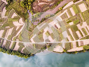 the fields in Chongzuo