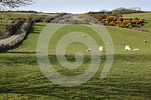 Fields and coastal road on Anglesey, Wales