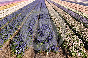 Fields of colorful hyacinths in spring. Netherlands